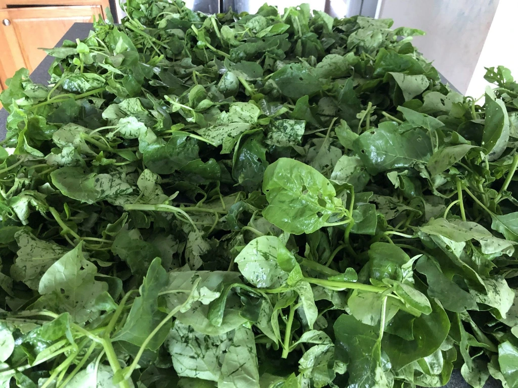 frozen njama njama.webp