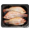 red tilapia.....webp