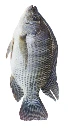 black tilapia....webp