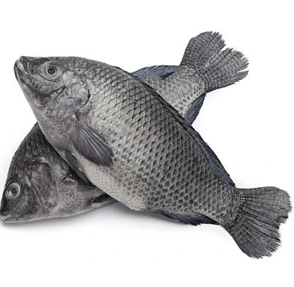tilapia black.webp