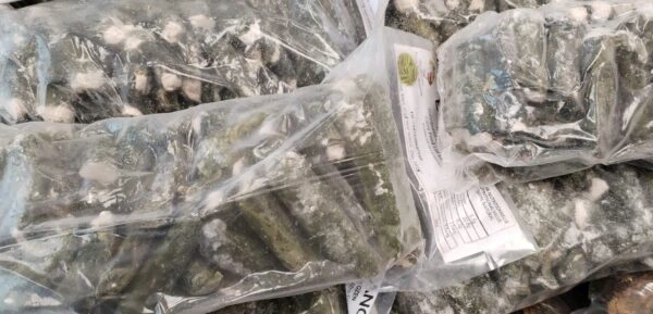 ekpang in bulk2.jpg................webp