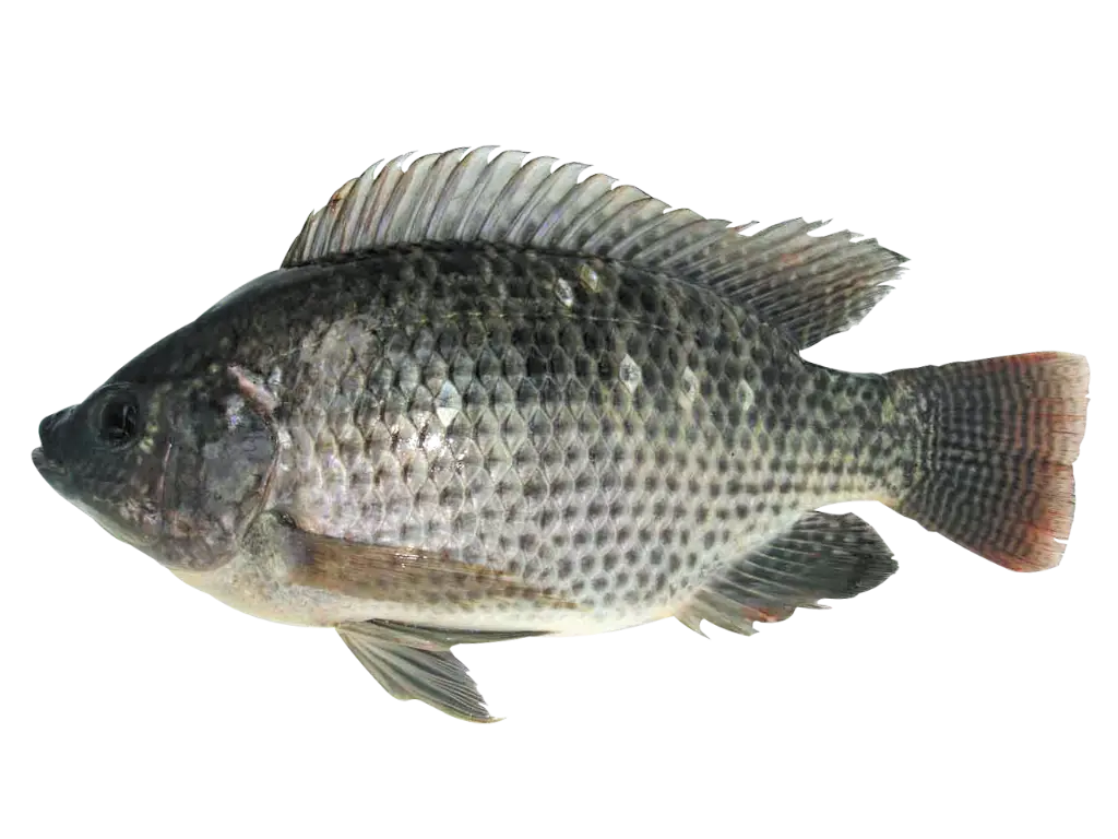Tilapia vidé écaillé.webp