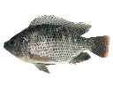 Tilapia vidé écaillé.webp