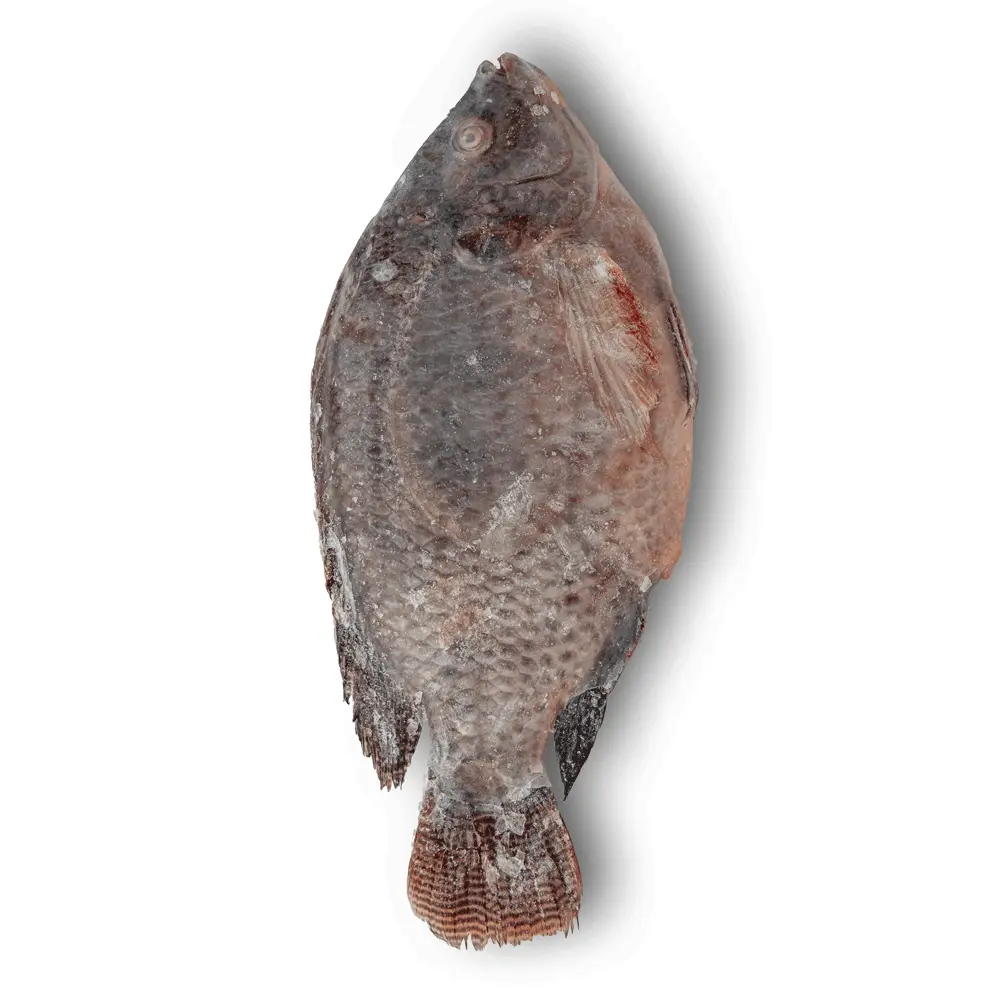 Whole wild tilapia (average weight of 1.4 kg per package) in packages of 3 or 4, whole, scaled, boneless, random weight