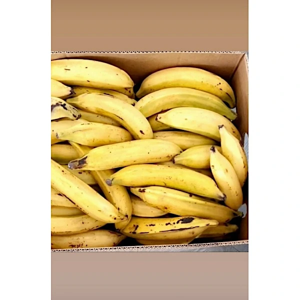 Plantain (banane cochon, banane farine, banane jaune en boîte, environ 50 lb)