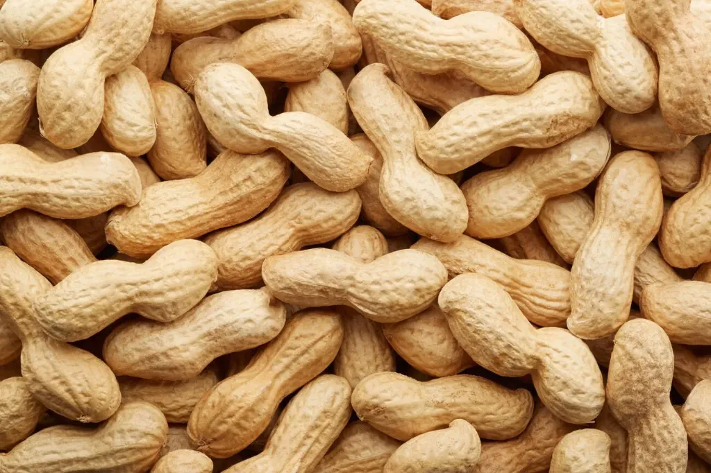 Fresh village peanuts in shell 5kg