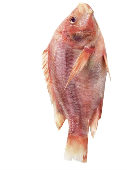Tilapia rouges entiers (poids moyen de 1,4 kg par paquet) en paquet de 3 ou 4, entier, écaillé, sans arêtes, poids aléatoire