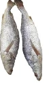 Poisson capitaine/bar /sosso du Sénégal 5 kg (dans une boîte de 5, environ 1,1 kg chacun)