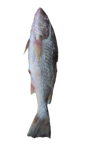 Poisson capitaine/bar/sosso / poisson du Sénégal 5 kg (dans une boîte de 5, environ 1,1 kg chacun), nettoyé