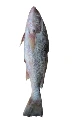 Poisson capitaine/bar/sosso 5 kg (dans une boîte de 5, environ 1,1 kg chacun), pas nettoyé