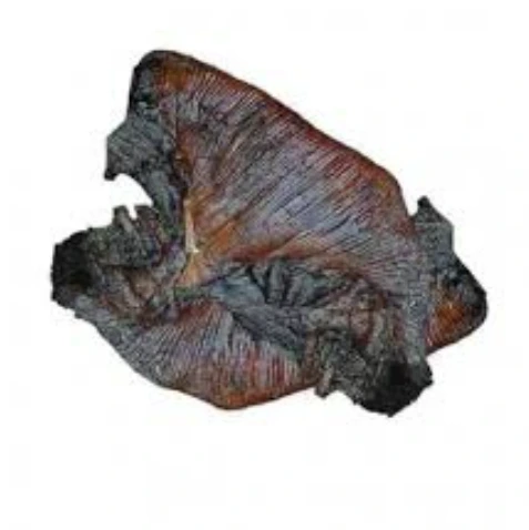 Smoked fish Skate wild caught, cleaned,packaged 1.2kg (cover pot) 