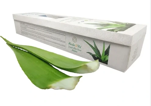 Fresh Aloe Vera Leaves / Case
