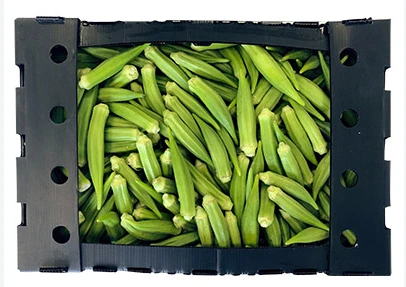 Gombo frais de première qualité (Bhindi/Bamia/Quiabo), caisse en carton de 7 kg