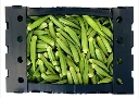 Fresh Premium Okra (Bhindi/Bamia/Quiabo/Lady fingers), 7kg Carton Crate